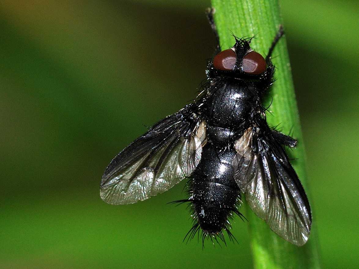 Tachinidae ?